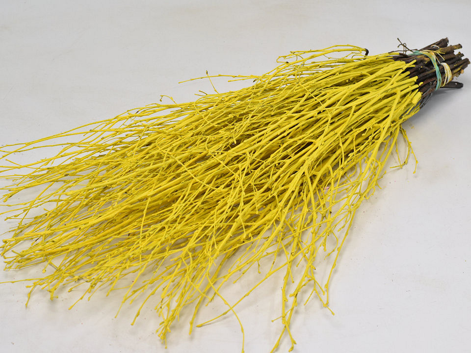 Bouleau Jaune 50pcs