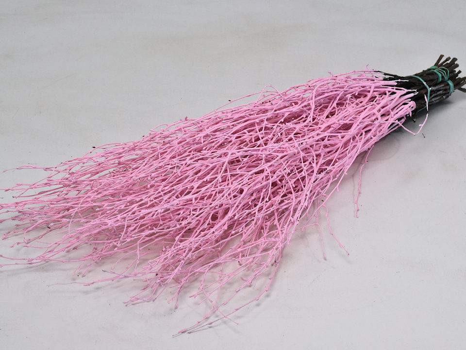 Bouleau Bébé Rose 50pcs