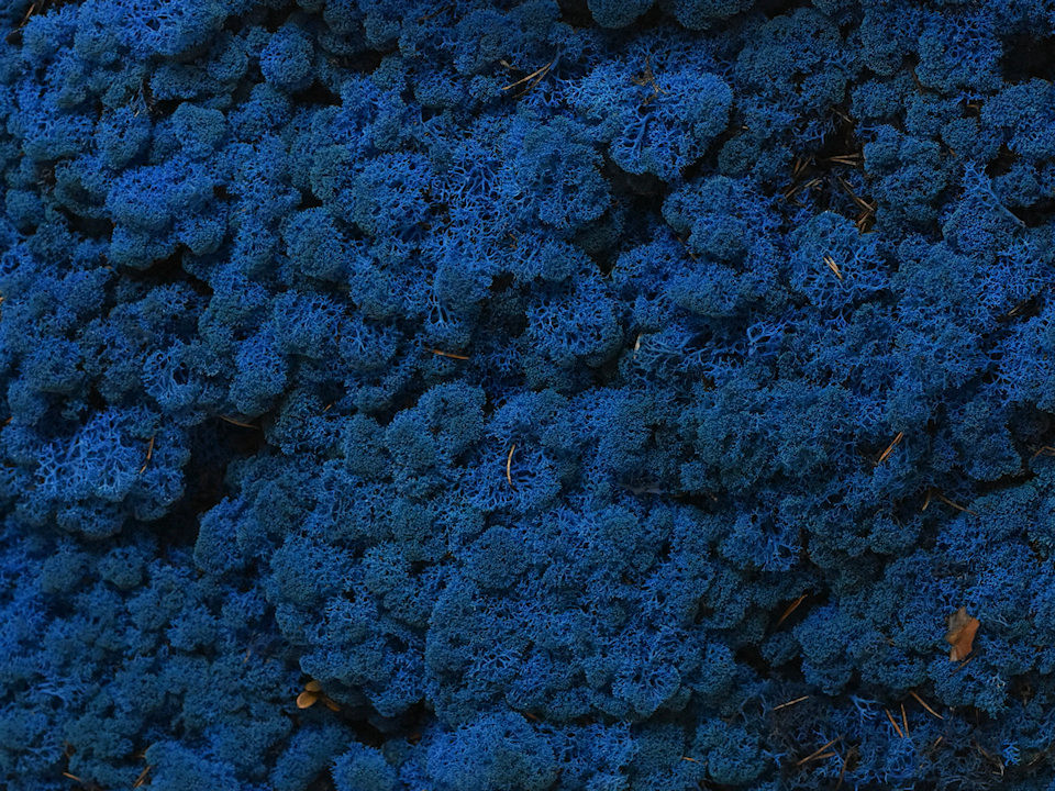 Rendiermos Blauw per kg