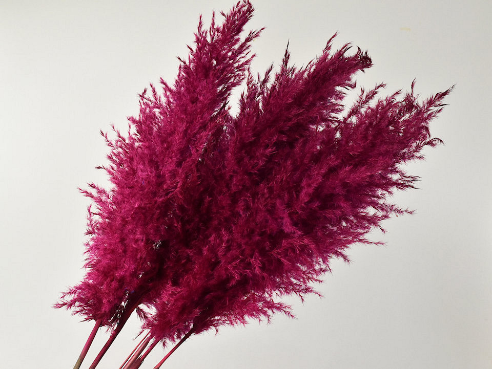 Pampas gras 110cm Cerise