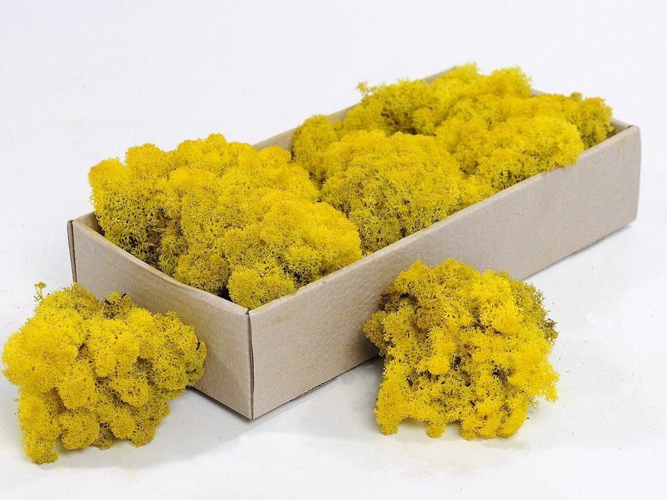Lichen stabilisé Jaune 500gr.