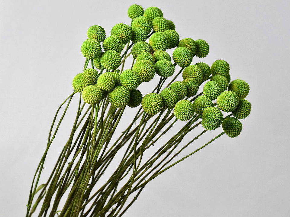 Craspedia Vert Clair, par tige