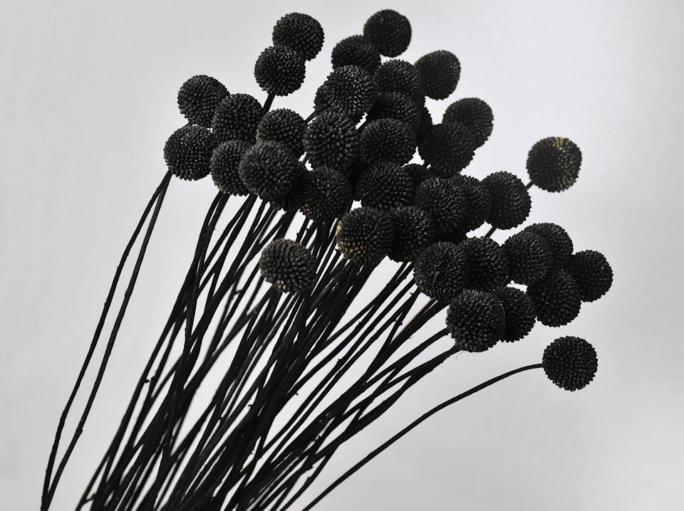 Craspedia Noir, par tige