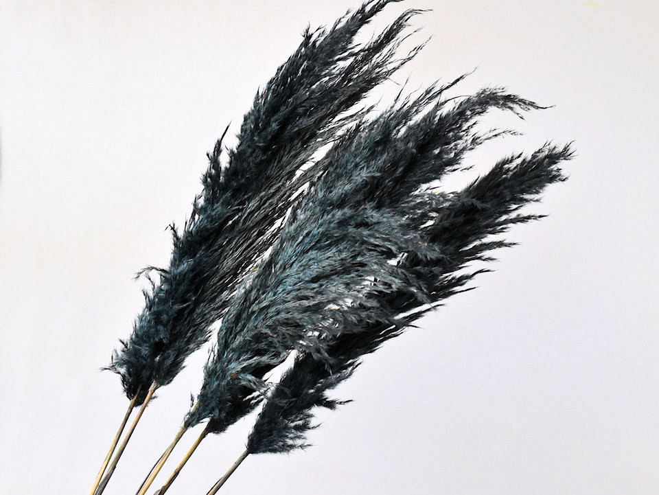 Herbe de la pampa 110cm Mélange foncé
