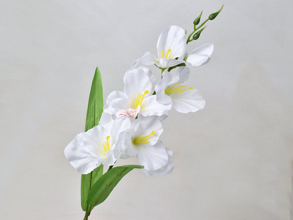 Glaïeul D11cm Blanc
