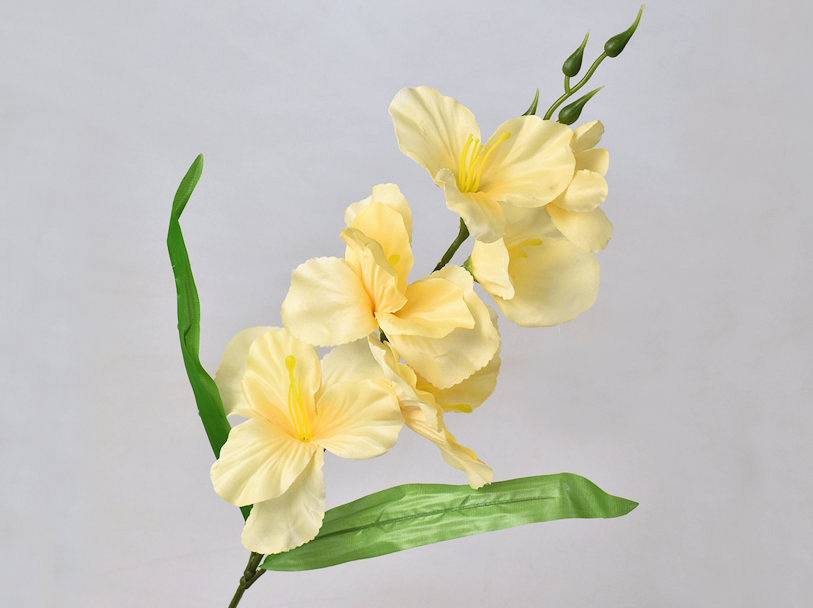 Gladiool D11cm Creme-geel