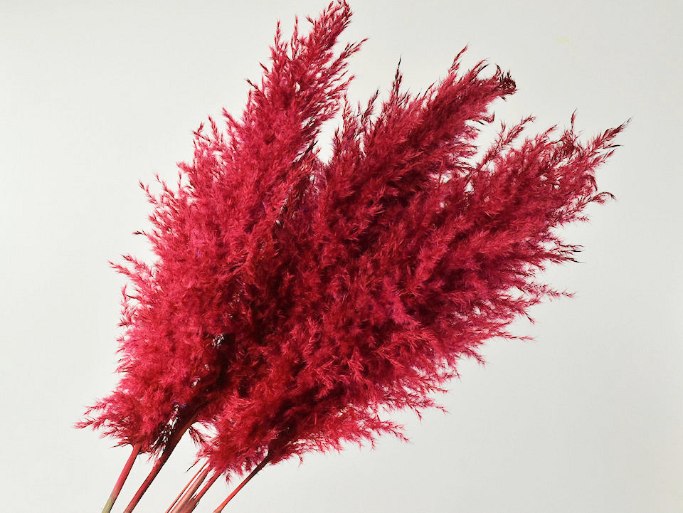 Pampas gras 110cm Rood