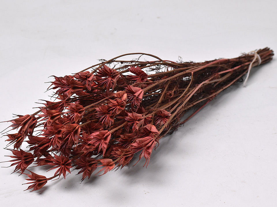 Nigella Orientalis 55cm Bordeaux