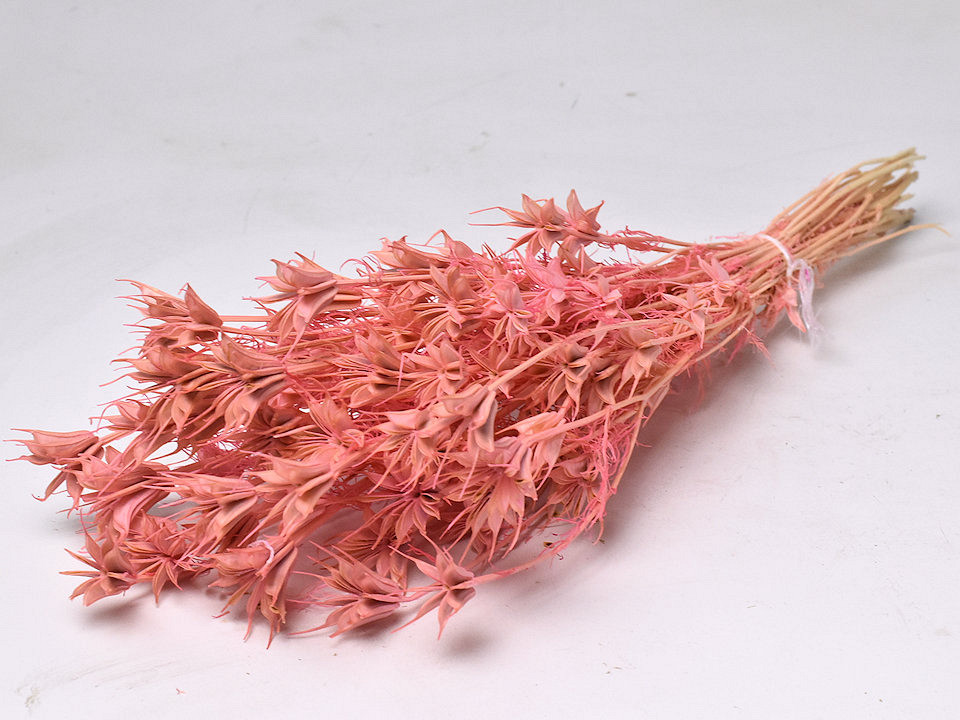 Nigella Orientalis 55cm Roze