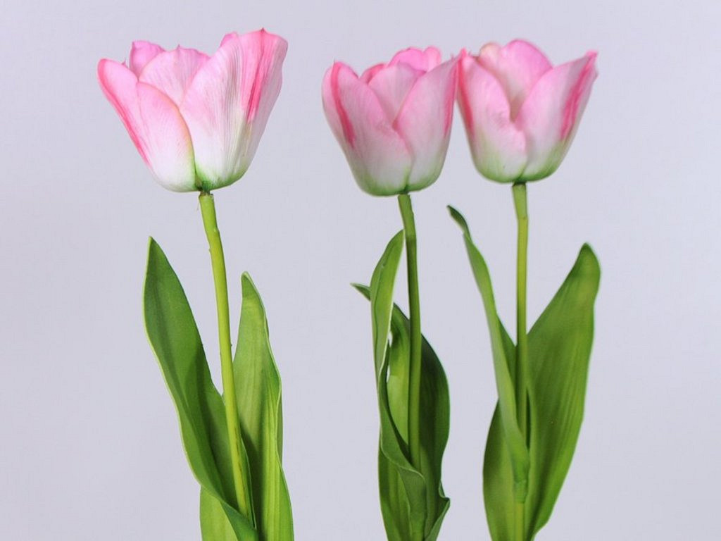 Tulipe rose 65cm