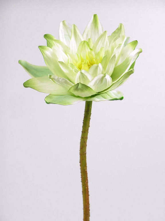 Waterlelie 90cm, 16cm licht-groen