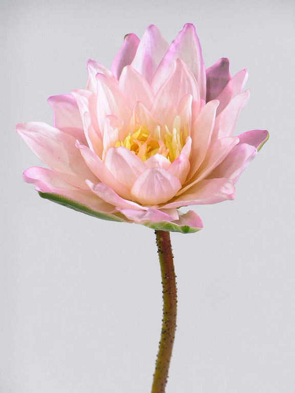 Lotus Blanc 90cm, 16cm rose
