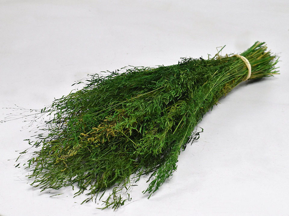 Herbe de Munni Vert 60cm