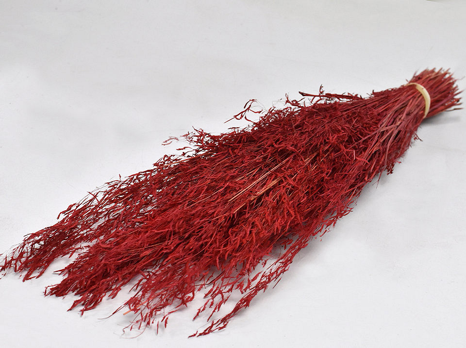 Munni gras Rood 60cm