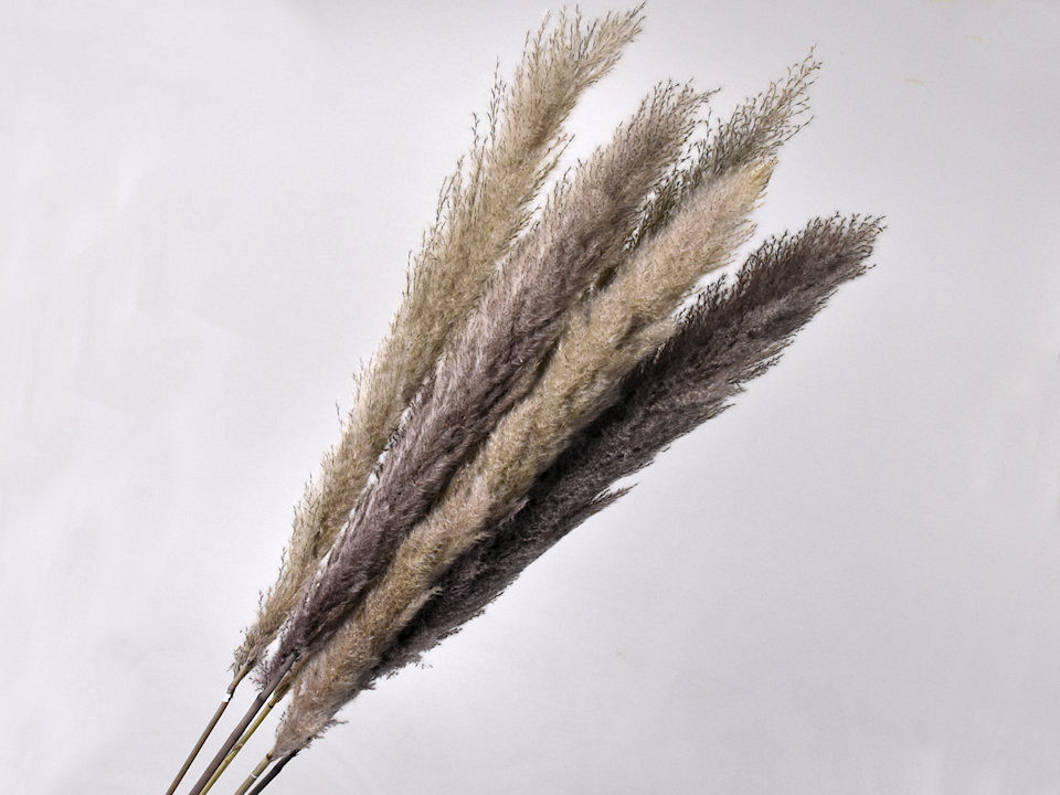 Herbe de la pampa de Dadang 120cm 