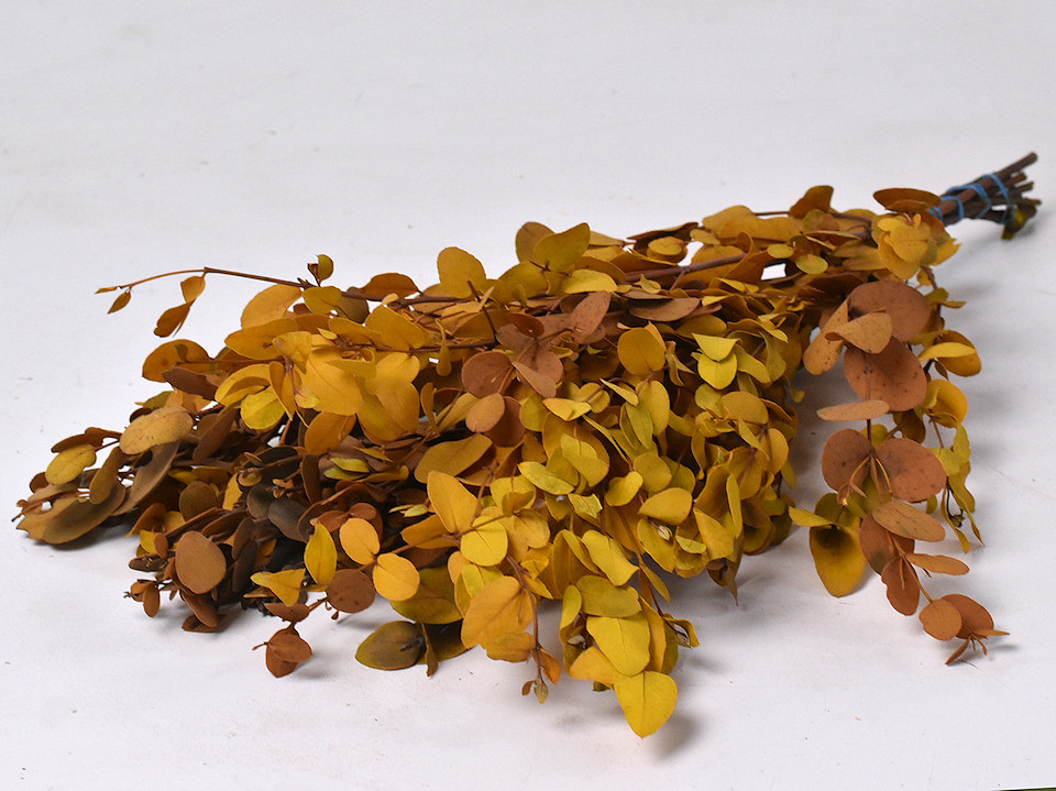 Eucalyptus Gunnii Geel 65cm