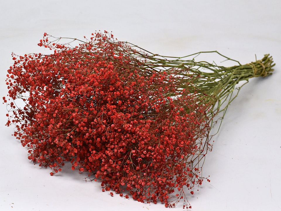 Gypsophila Rood 70cm (25 tak)