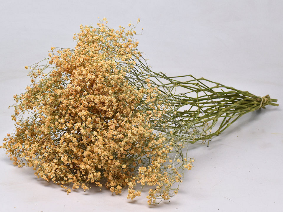 Gypsophila Peach 100cm (25 tak)