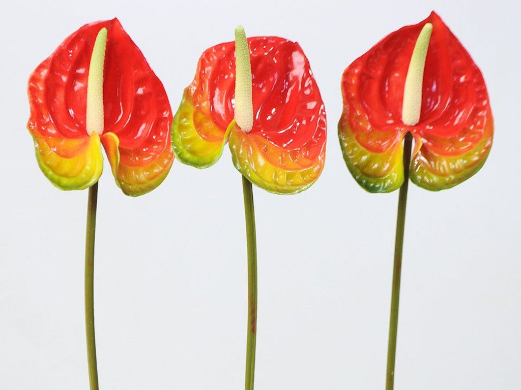 Anthurium 40cm - 10cm rood