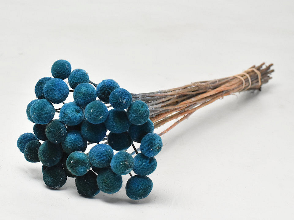 Craspedia Bleu 40pcs