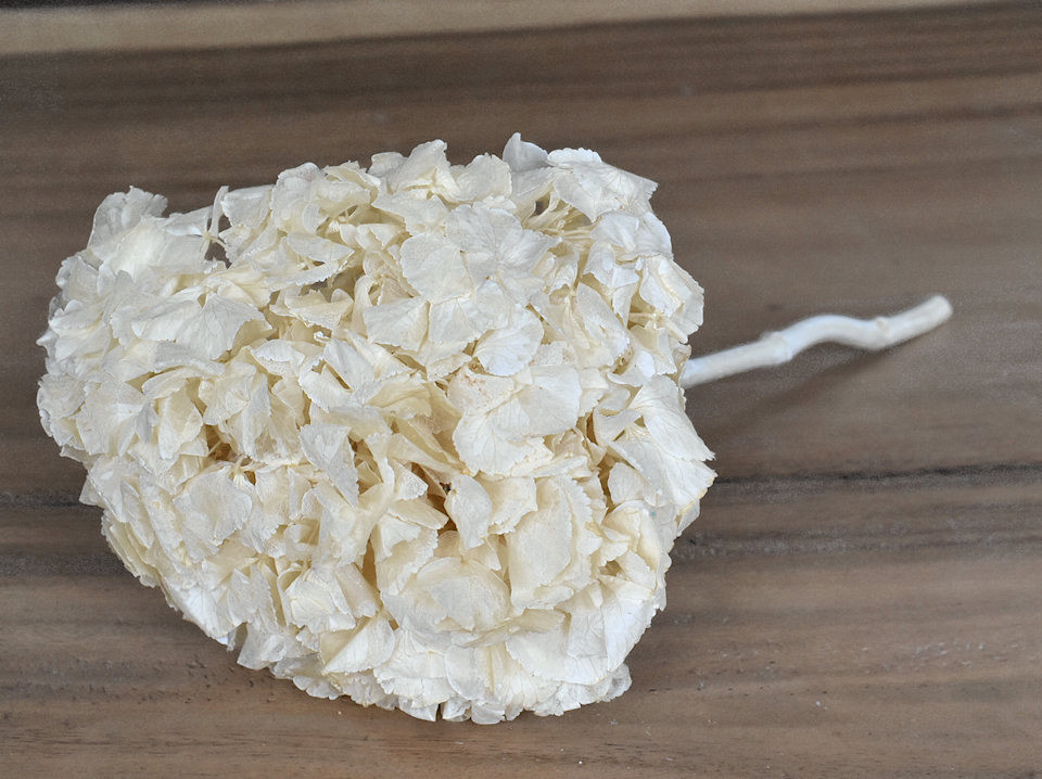 Hortensia gepreserveerd Creme D16cm