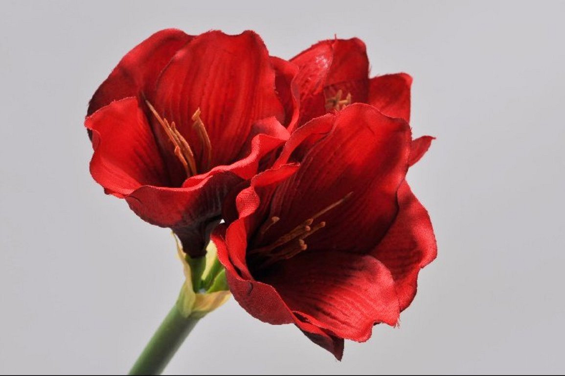 Amaryllis RamifiÃ©e Rouge 36cm