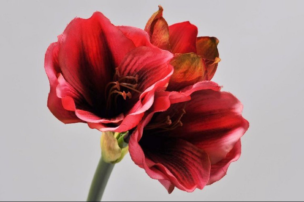 Amaryllis RamifiÃ©e Mauve 36cm