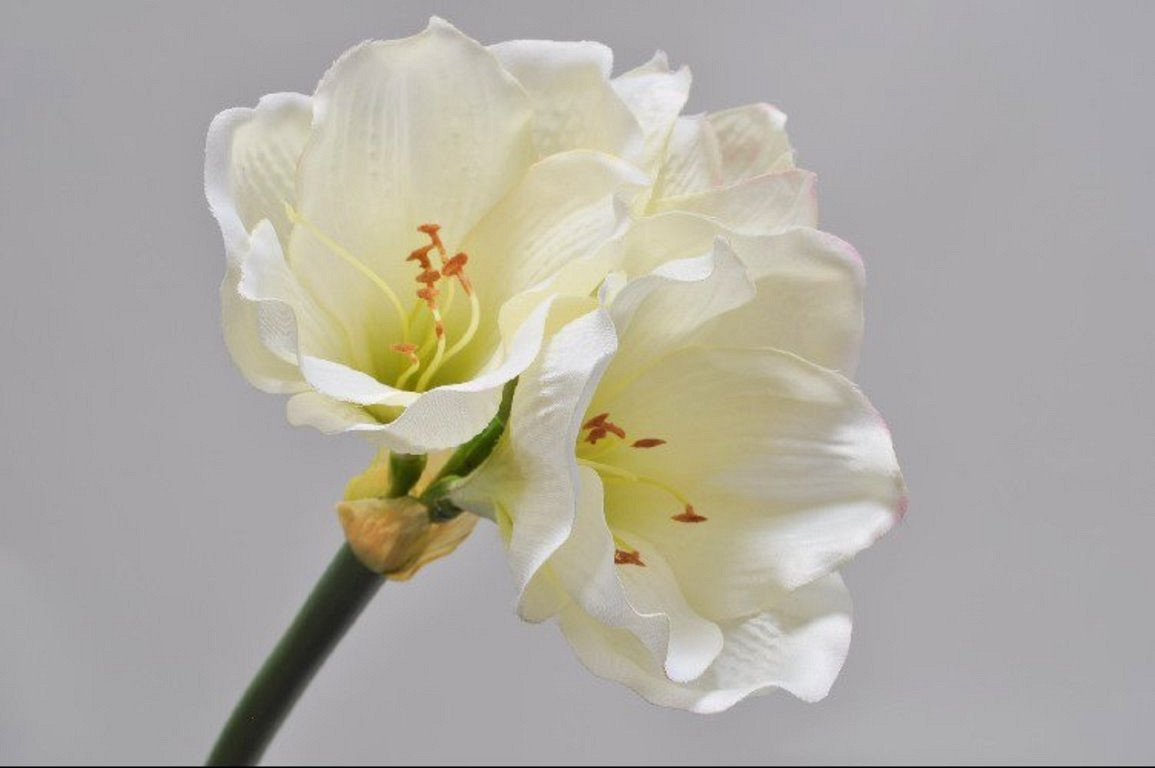 Amaryllis Tak Creme 36cm