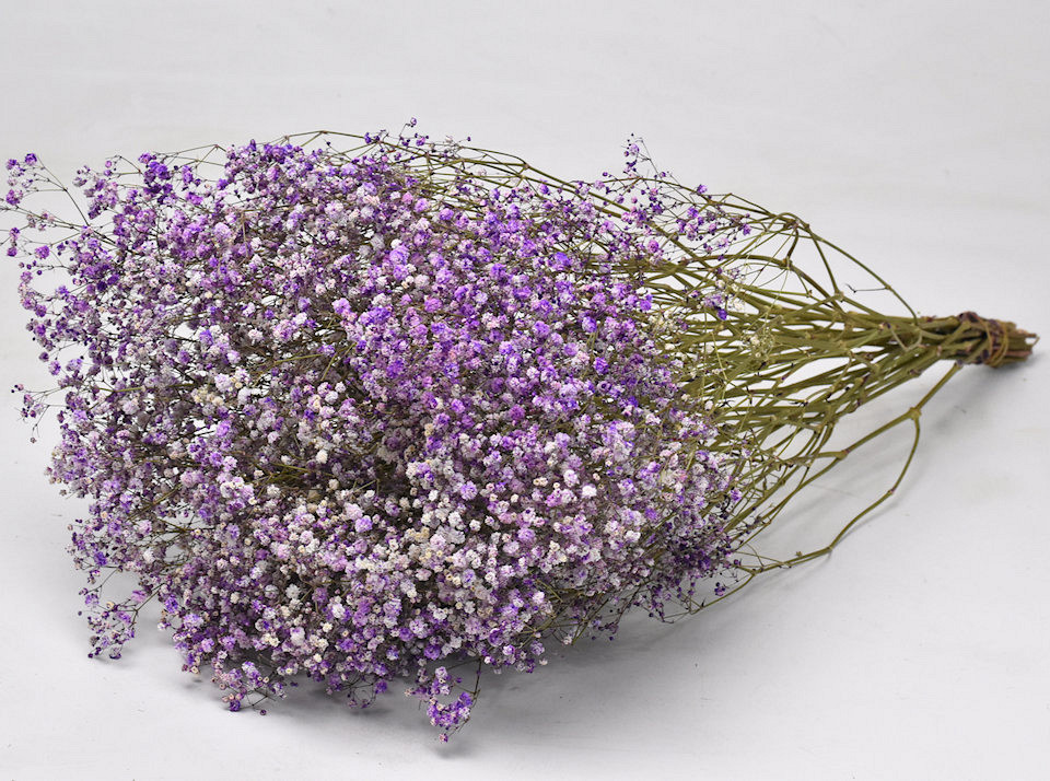 Gypsophila Lila 70cm (25 Tiges)