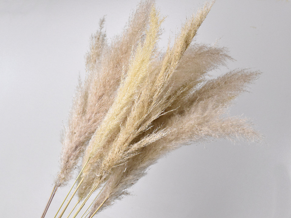 Panaches d'herbe de la Pampa Mix 10pcs