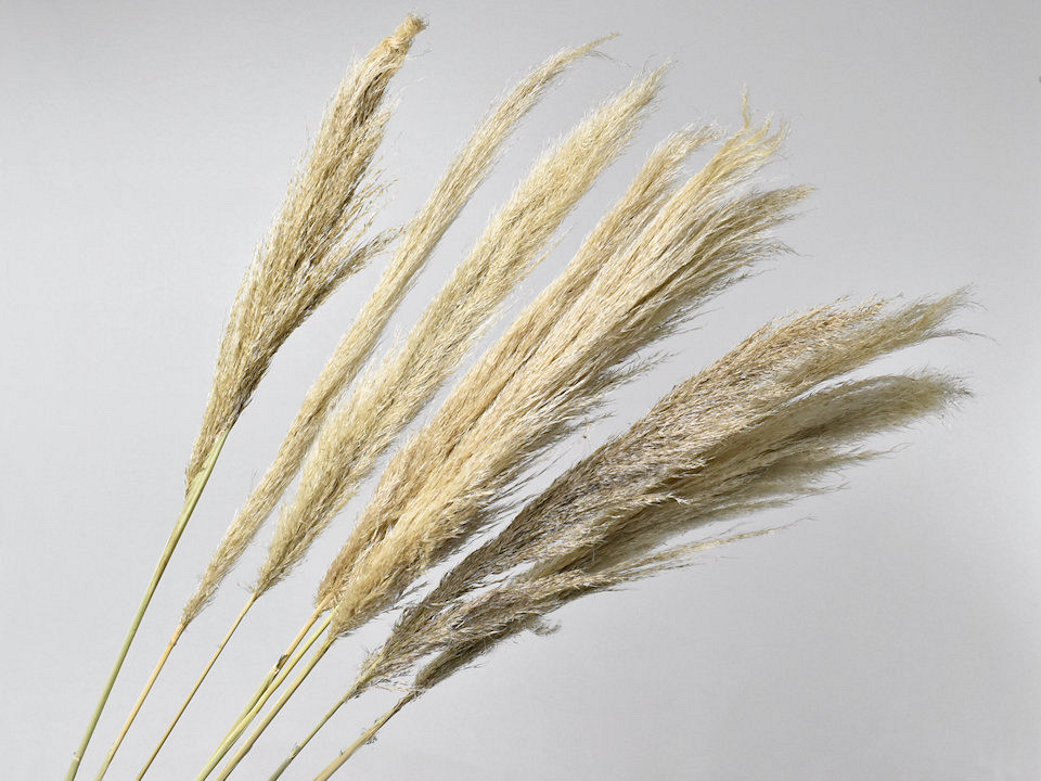 Pampas gras 90cm Dun