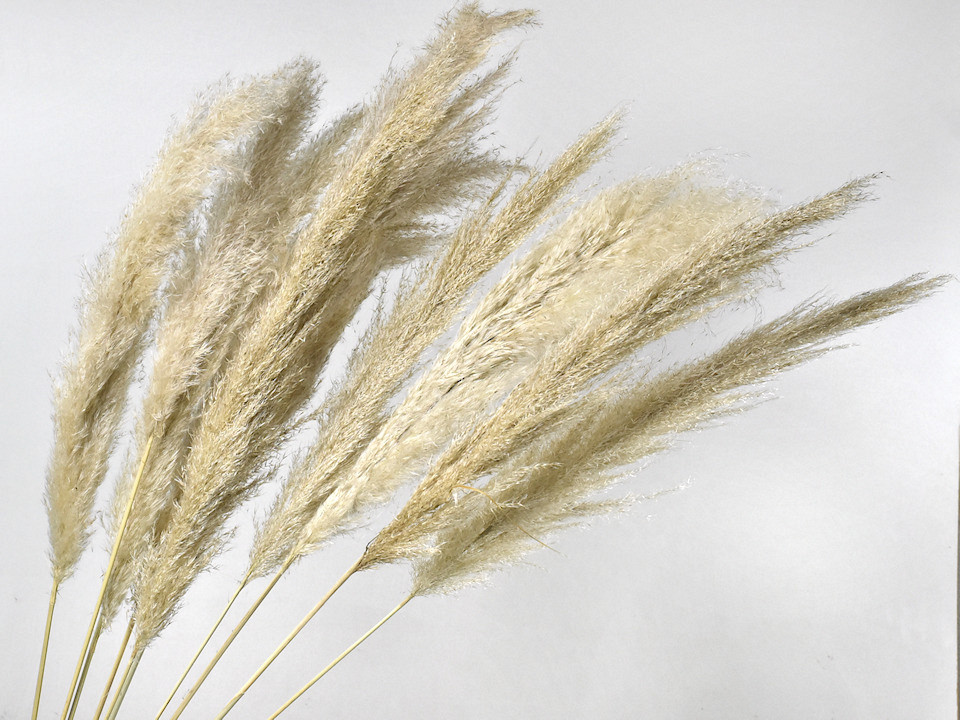 Panaches d'herbe de la Pampa Mix 10pcs