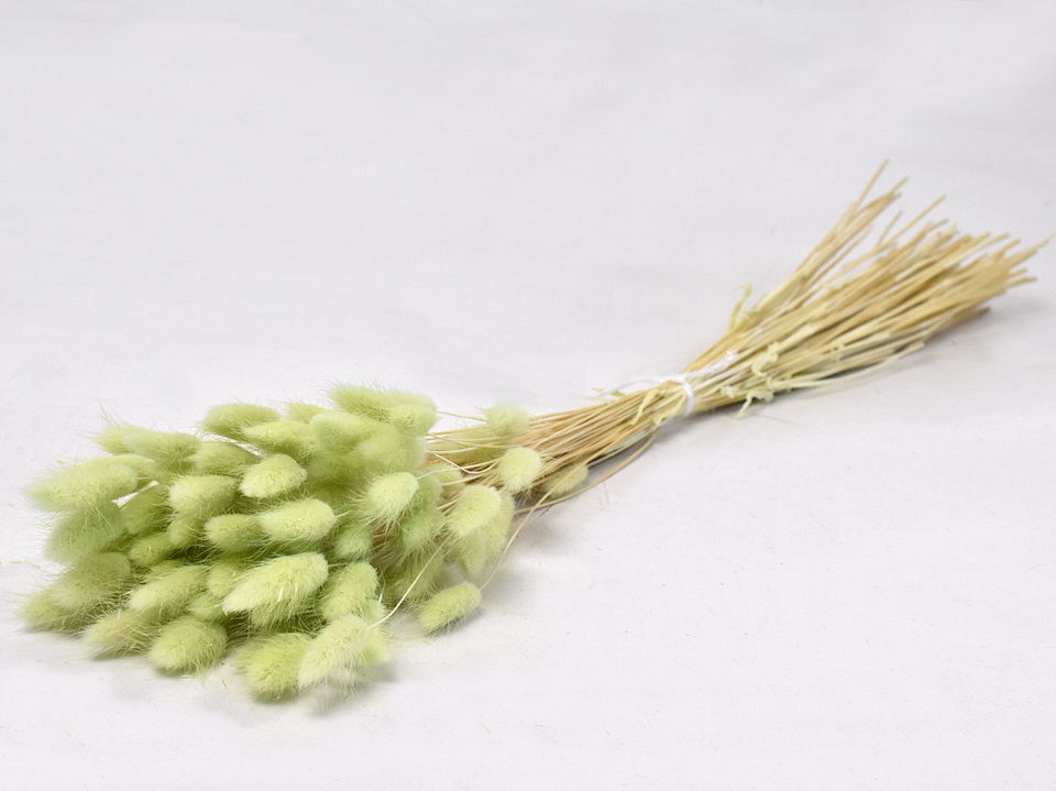Lagurus Pastel Groen 60cm