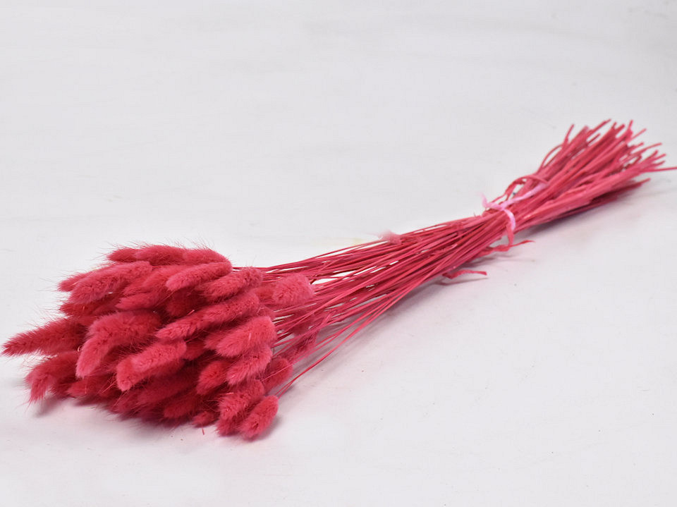 Lagurus Zacht Rood 60cm