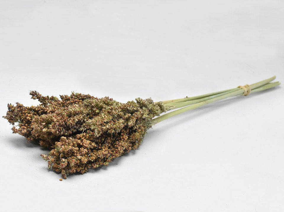 Sorghum 70cm Vert