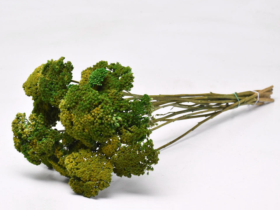 Achillea Parker Groen Mix 70cm