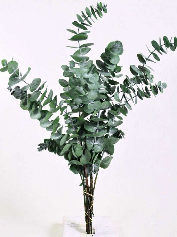 Eucalyptus Pulverulenta Vert 60cm.