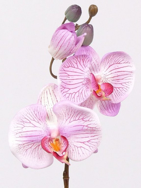 Orchidée Papillon 33cm Rose