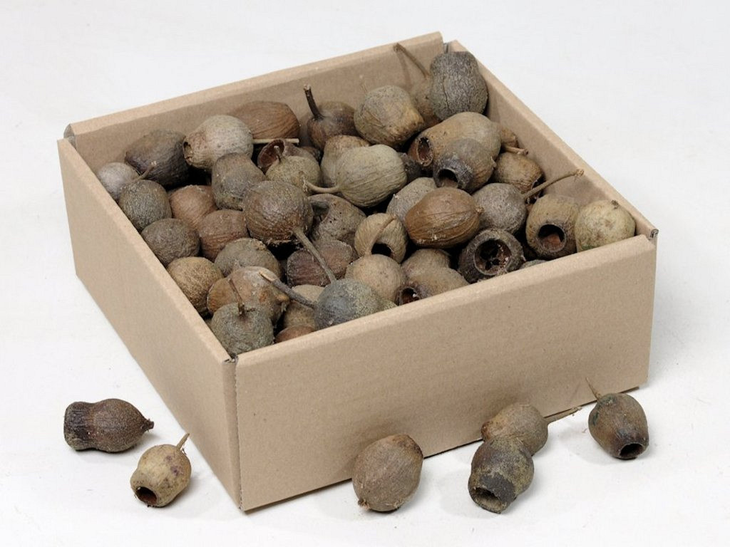 Gumbells 100-Pack