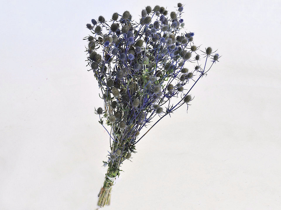 Eryngium Distels 60cm