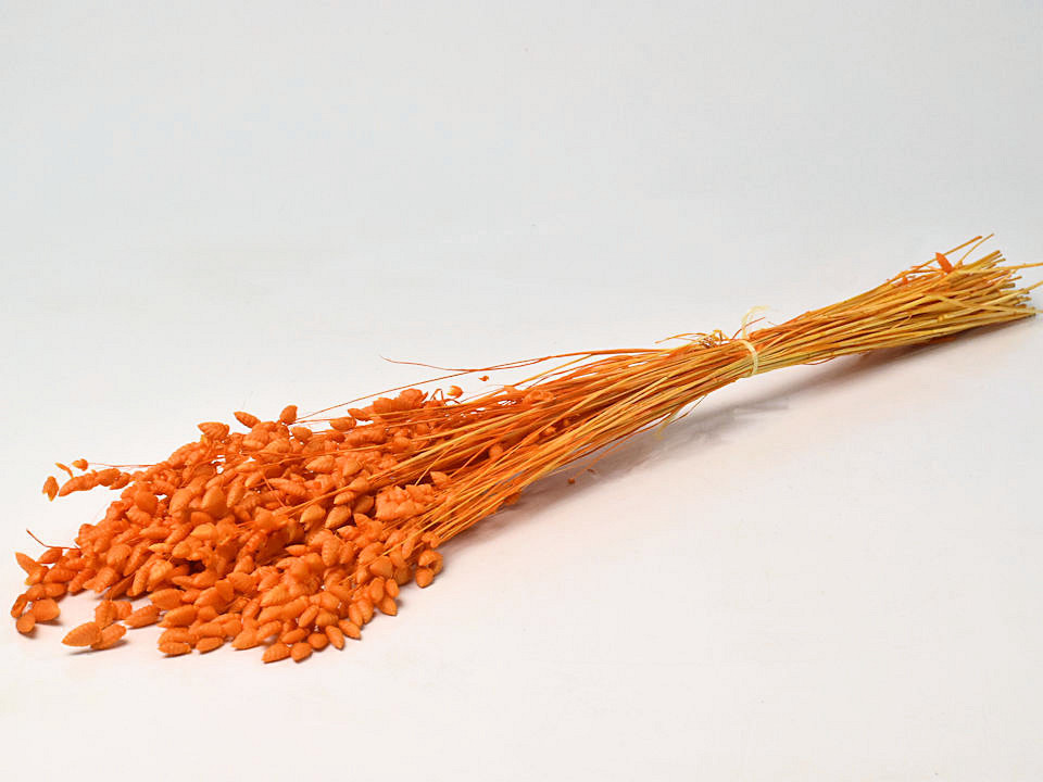 Briza Maxima 50gr. Feloranje