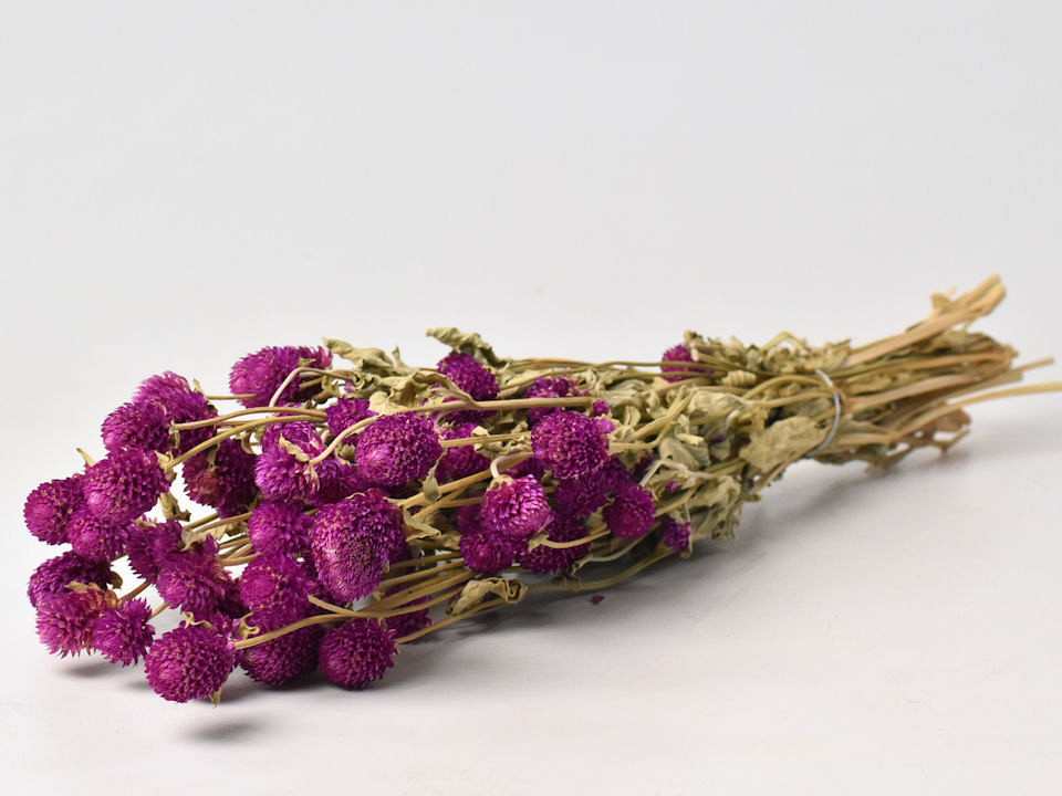 Gomphrena Fuchsia 50cm