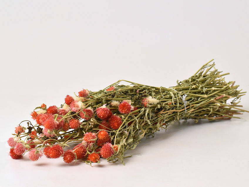 Gomphrena Rood 50cm