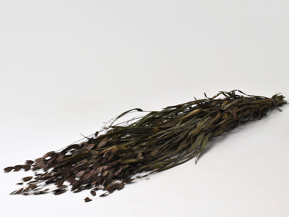 Chasmanthium Zwart