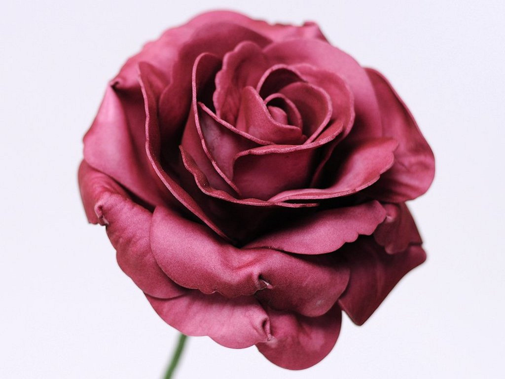 Rose en Mousse XL bordeaux