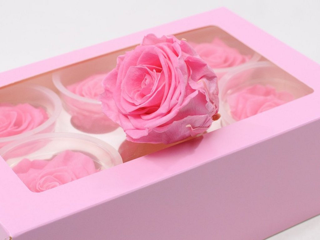 Roses préservé 6cm baby pink