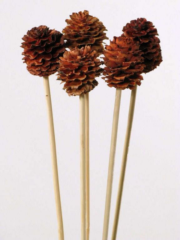 Glabrum sur tige 50cm