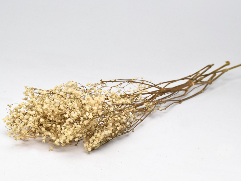 Gypsophila geprepareerd 30gr.