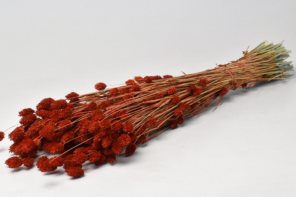 Bouquet Phalaris Rouge-Marron 70cm