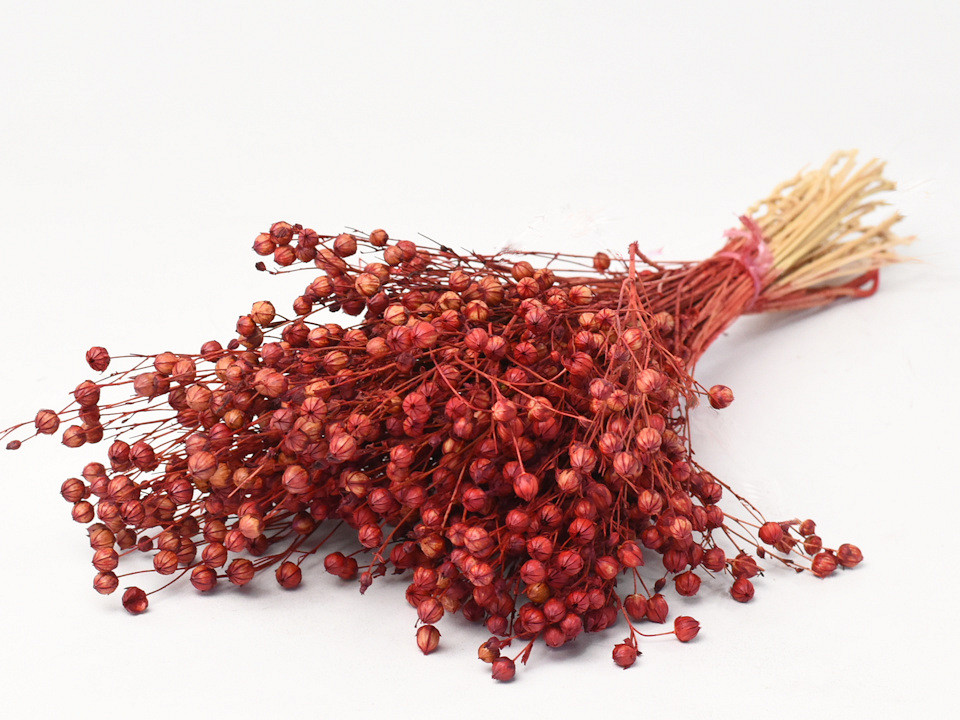 Linum Rood